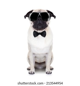 Pug Dog Looking So Cool With Fancy Sunglasses And A Black Small Tie