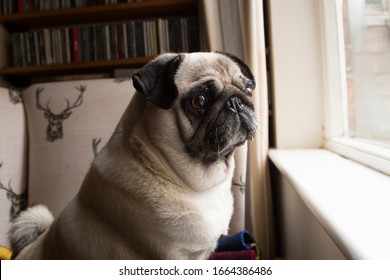 Pug Dog Looking Out Window. Pet Home Alone Waiting For Owner, Separation Anxiety, Lonely