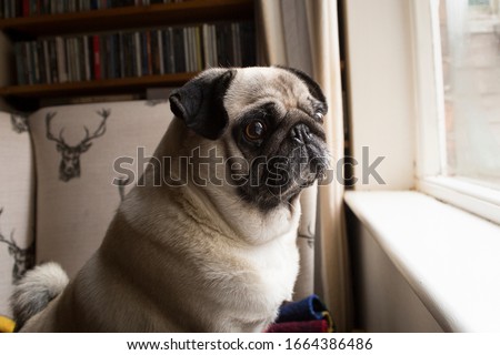 Pug dog looking out window. Pet home alone waiting for owner, separation anxiety, lonely