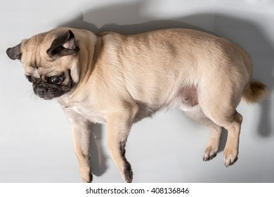 Pug Dog Lying On The Side