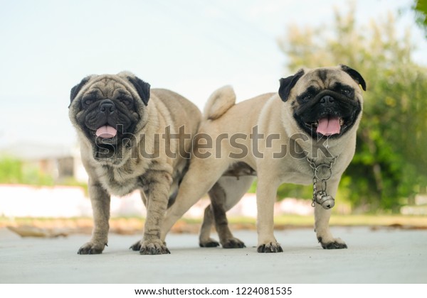 Pug Dog Mating Season Stock Photo Edit Now 1224081535