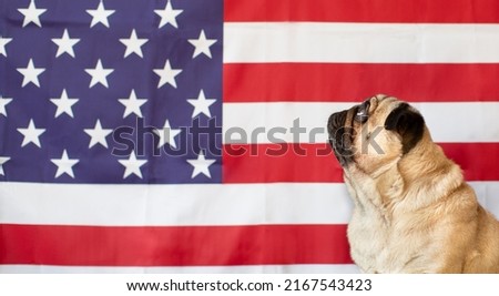 Pug dog on the background of the American flag. 4th of July independence day concept