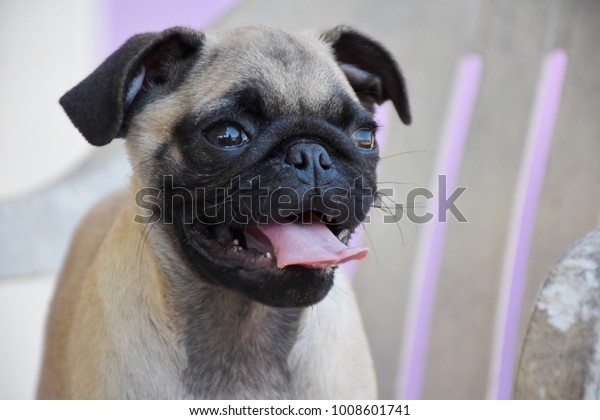 Pug Dog On Chair Stock Image Download Now