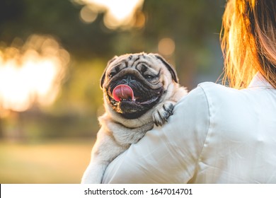 犬 抱っこ の写真素材 画像 写真 Shutterstock