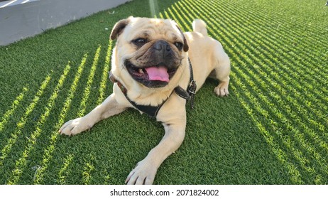 Pug dog on synthetic green  lawn  - Shutterstock ID 2071824002