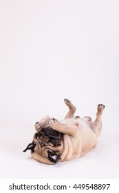 Pug Dog On White Background.