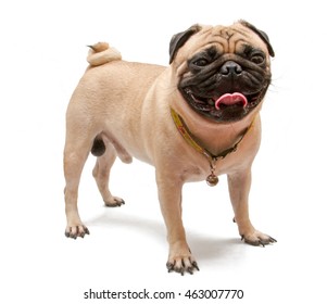 A Pug Dog On White Background.