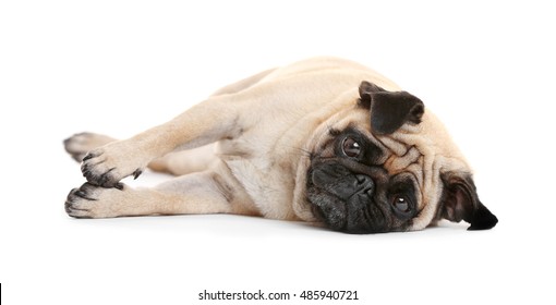 Pug Dog On A White Background