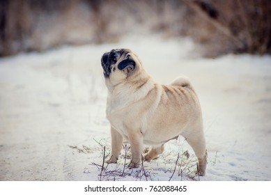 Pug Snow の写真素材 画像 写真 Shutterstock