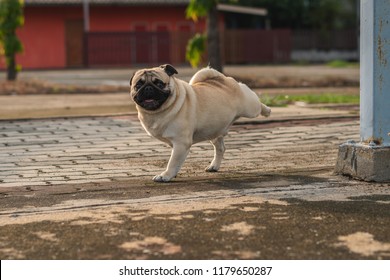 Pug Dog Pee Standing On The Sidewalk.