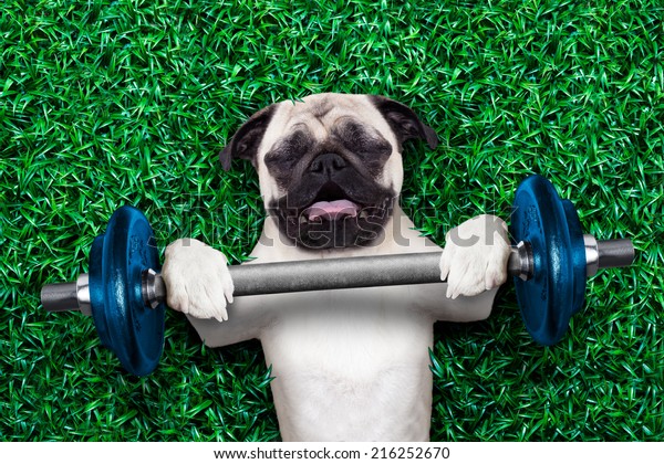 pug dog as personal trainer lifting a\
very heavy dumbbell bar having trouble with\
it