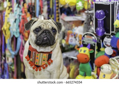 Pug Dog In Pet Store