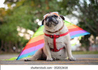 The Pug Dog Playing Glider.(Pug Dog Wearing A Kite On Back Of Them.)