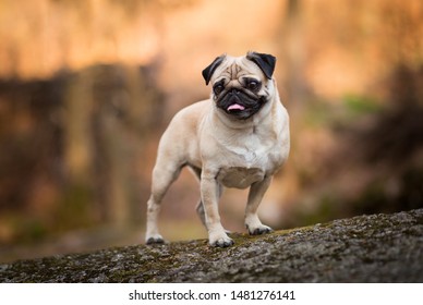 Pug dog portrait in forest