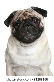 Pug Dog Portrait Over White Background