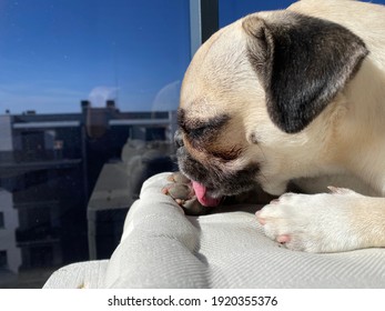 Pug Dog With A Pretty Face Licking Its Paw