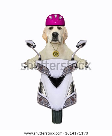 A pug dog in a purple motorcycle helmet is riding a white moped. White background. Isolated.