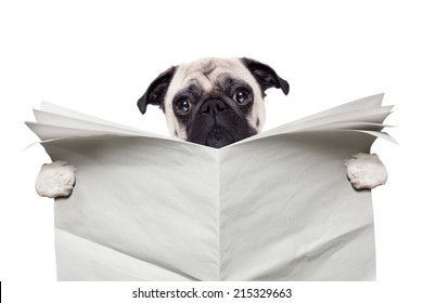 Pug Dog Reading A Blank White Empty Newspaper Isolated On White Background