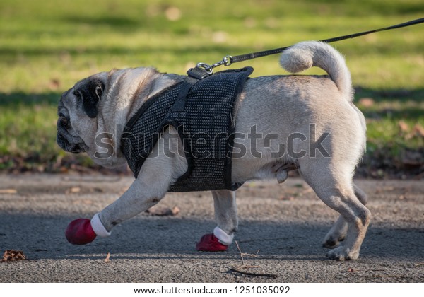 pug boots for dogs