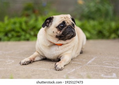 Pug dog resting on a concrete path on a hot summer day