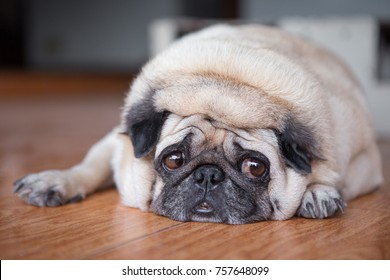 Pug Dog Sad Face Close Up