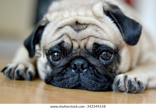 Pug Dog Sad Puppiessleep Rest On Stock Photo (Edit Now) 343344158