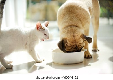 Pug Dog And Siamese Cat Eating Together