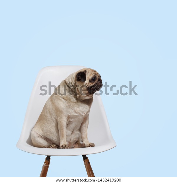 Pug Dog Sits On Chair Stock Photo Edit Now 1432419200
