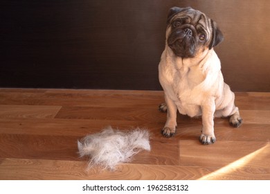 pug dog sits on the floor next to a pile of wool after combing out. concept of seasonal pet molting. copy space