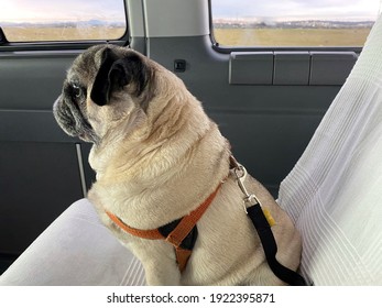Pug dog sitting in back seat of the car with dog seat belt