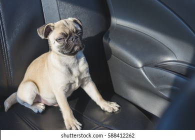 Pug Dog Sitting In A Car Seat.