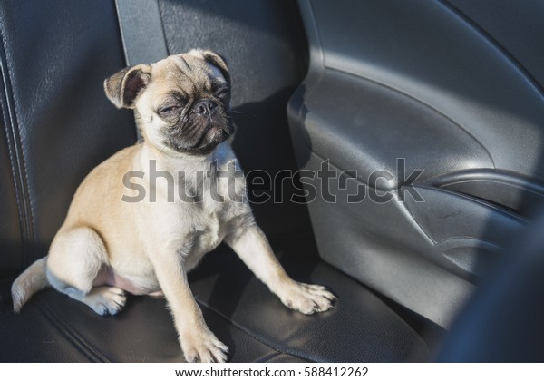 Pug dog sitting in a car\
seat.