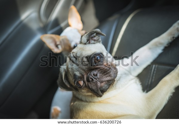 Pug dog sitting on car\
seat