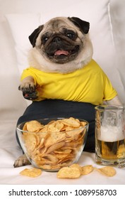 Pug Dog Sitting On The Couch With Remote Control, Glass Of Beer And Potato Chips While Watching TV
