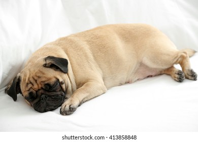 Pug Dog Sleeping In Bed