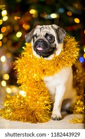 A Pug Dog In A Tinsel Near A Christmas Tree With Garlands