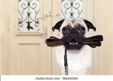 pug dog  waiting a the door at home with leather leash in mouth , ready to go for a walk with his owner