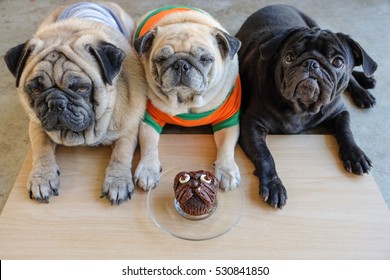 Pug Dog Waiting To Eating Pug Chocolate Homemade Cake.