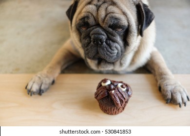 Pug Dog Waiting To Eating Pug Chocolate Homemade Cake.