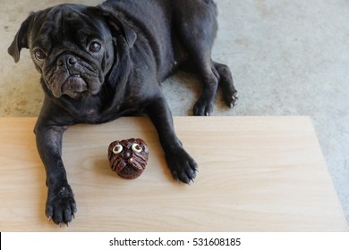 Pug Dog Waiting To Eating Pug Chocolate Homemade Cake.