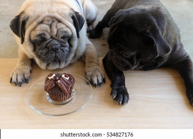 Pug Dog Waiting To Eating Pug Chocolate Homemade Cake.