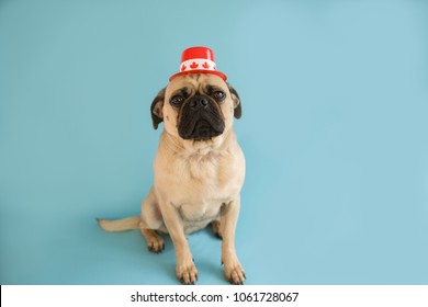 Pug Dog Wearing A Canada Day Hat