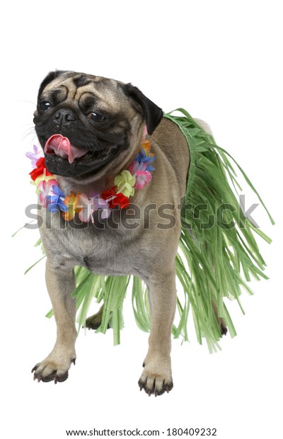 hawaiian dog outfit