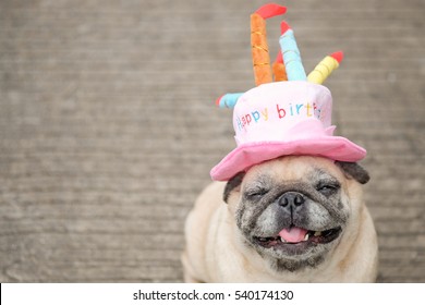 2,627 Pug birthday Images, Stock Photos & Vectors | Shutterstock