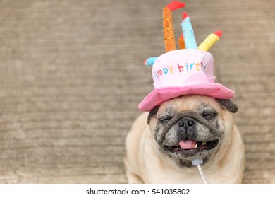 1,130 Happy Birthday Pug Stock Photos, Images & Photography | Shutterstock