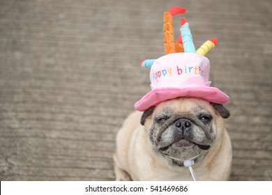 1,130 Happy Birthday Pug Stock Photos, Images & Photography 