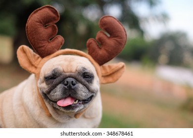 The Pug Dog Wearing Reindeer Head Band. 