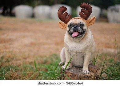 The Pug Dog Wearing Reindeer Head Band. 