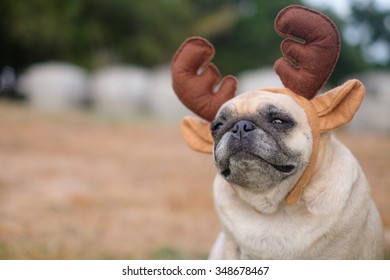 The Pug Dog Wearing Reindeer Head Band. 