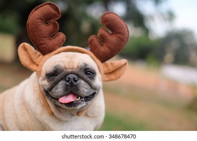 The Pug Dog Wearing Reindeer Head Band. 